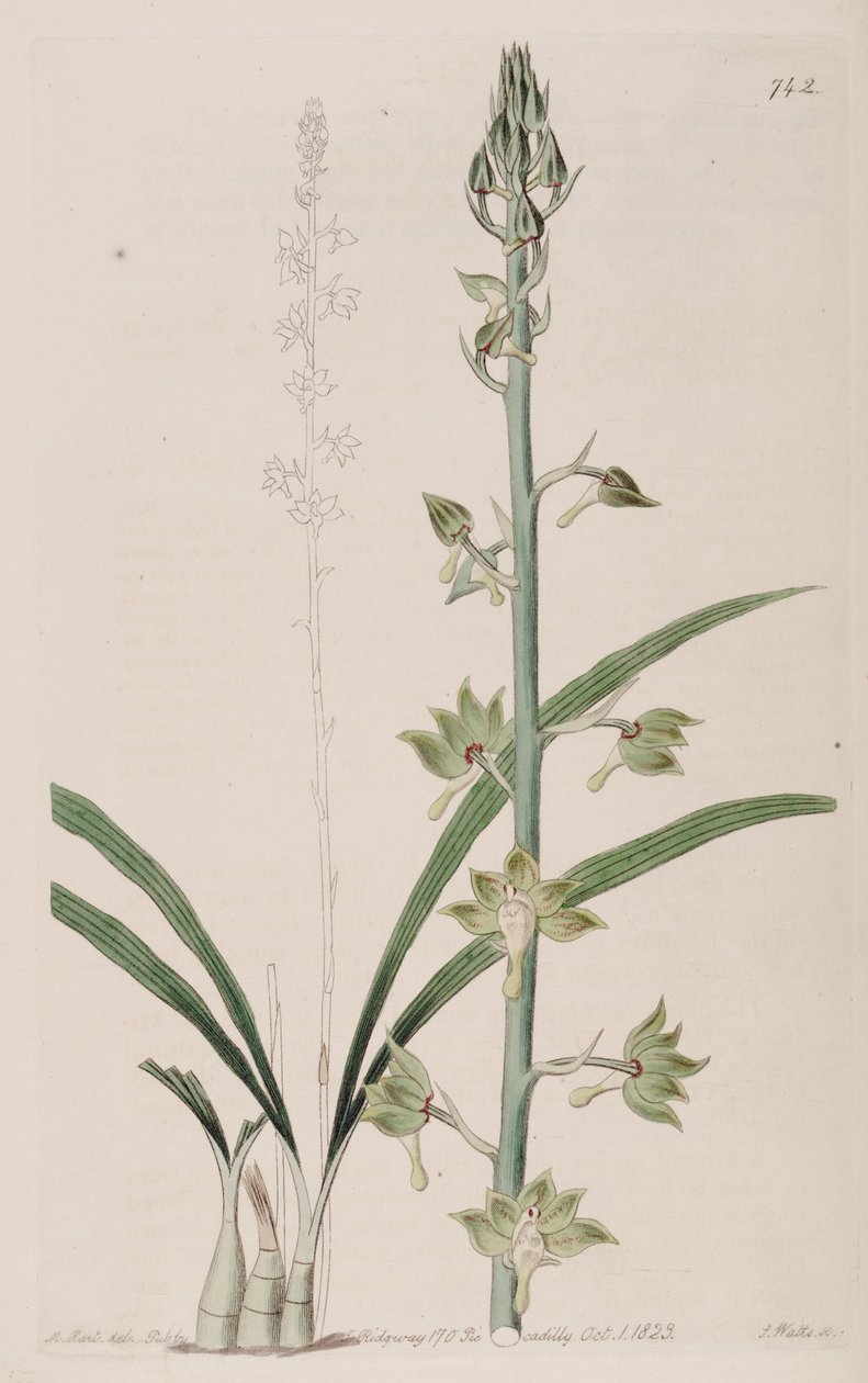 Illustration of Eulophia gracilis by Jams  Watts