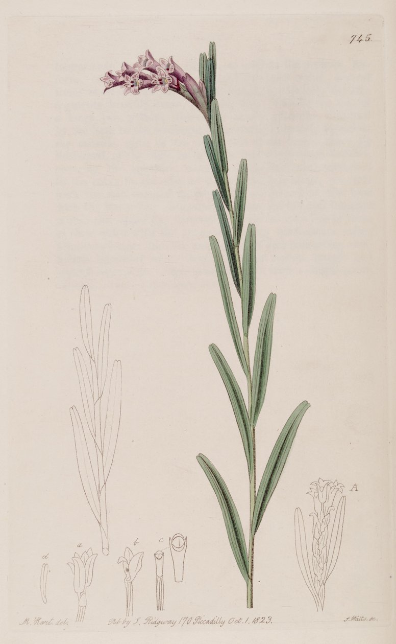 Illustration of Isochilus linearis by Jams  Watts