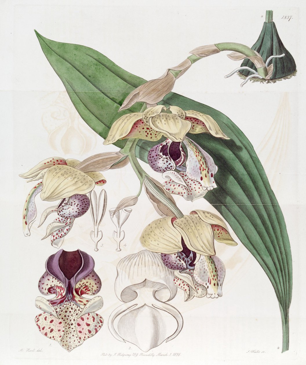 Stanhopea insignis by Jams  Watts