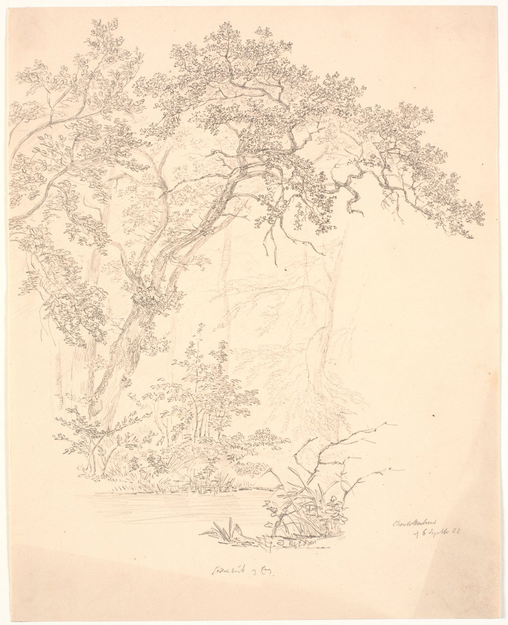 Trees by J.P. Møller