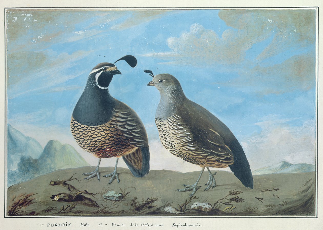 Male and Female Californian Partridge, from 