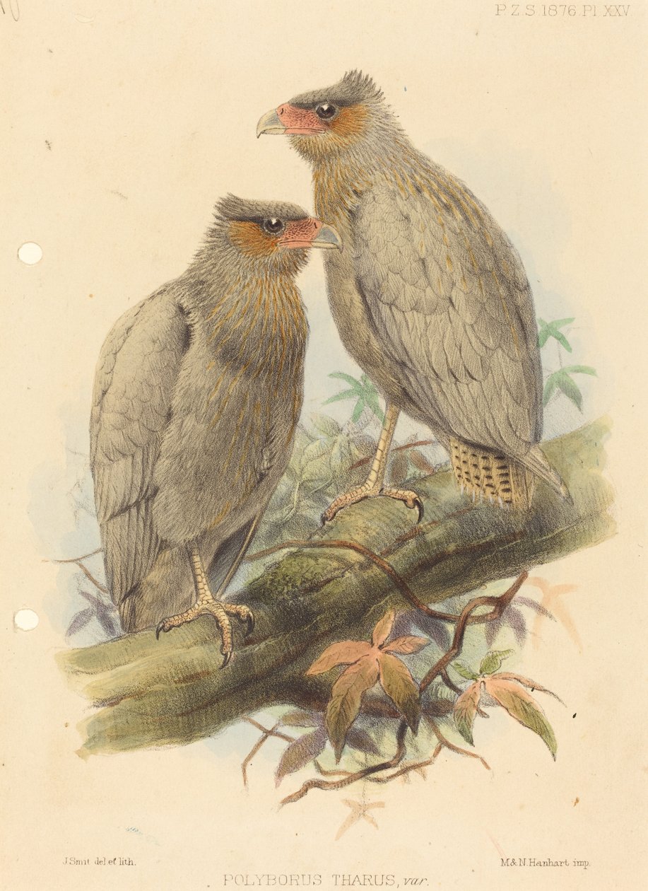 Polyborus Tharus, Var. by J. Smit