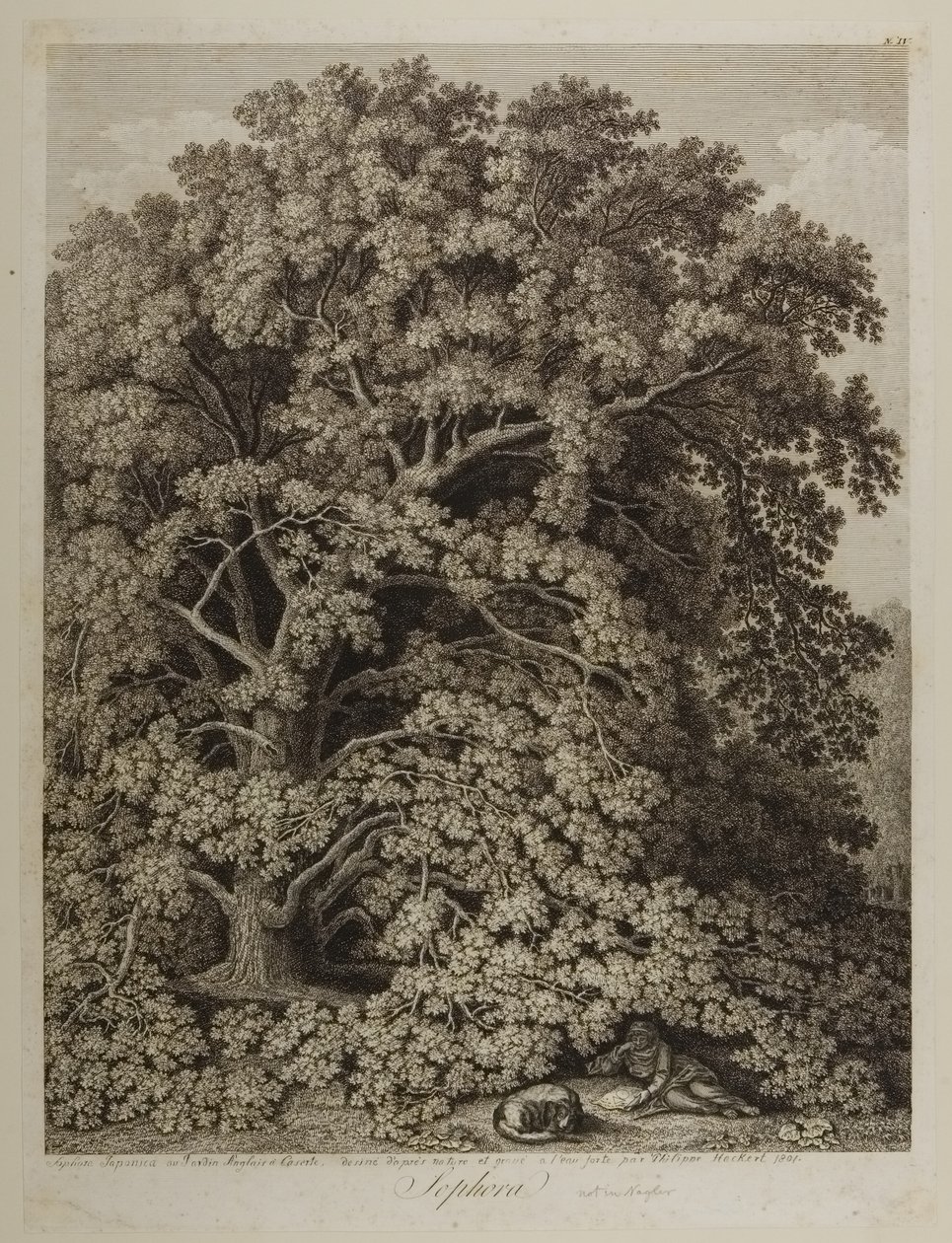 Sophora by Jacob Philippe Hackert