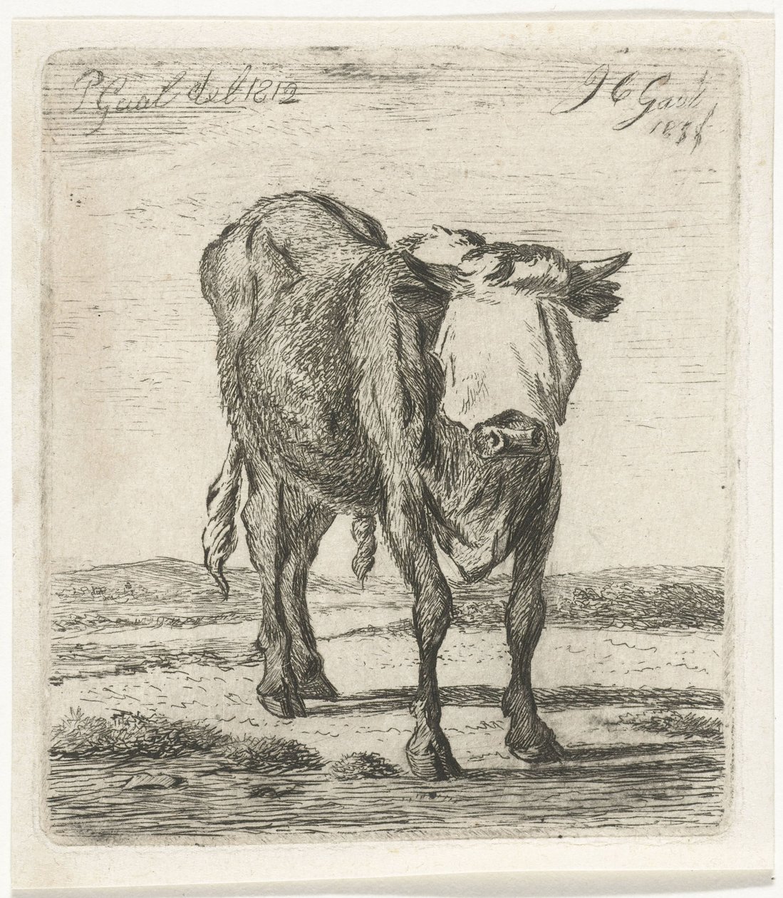 Blindfolded Bull by Jacobus Cornelis Gaal