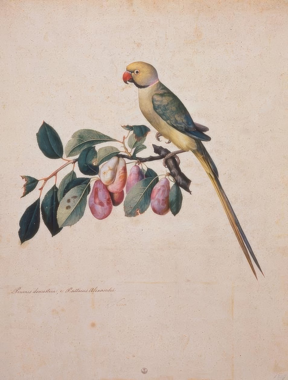 Prunus domestica, and Psittacus Alexandri by Jacopo Ligozzi