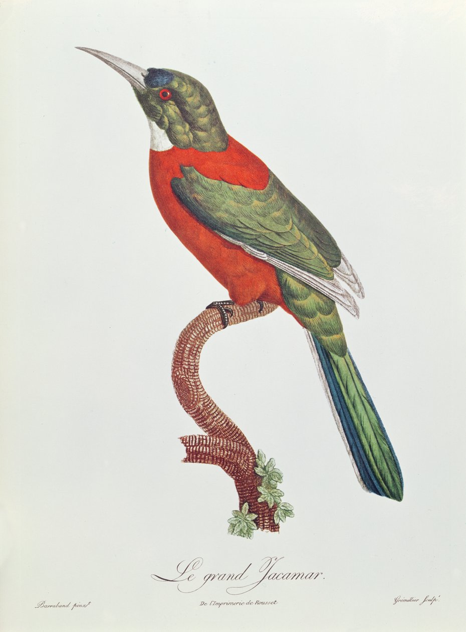 Great Jacamar, Engraved by Gromillier by Jacques Barraband