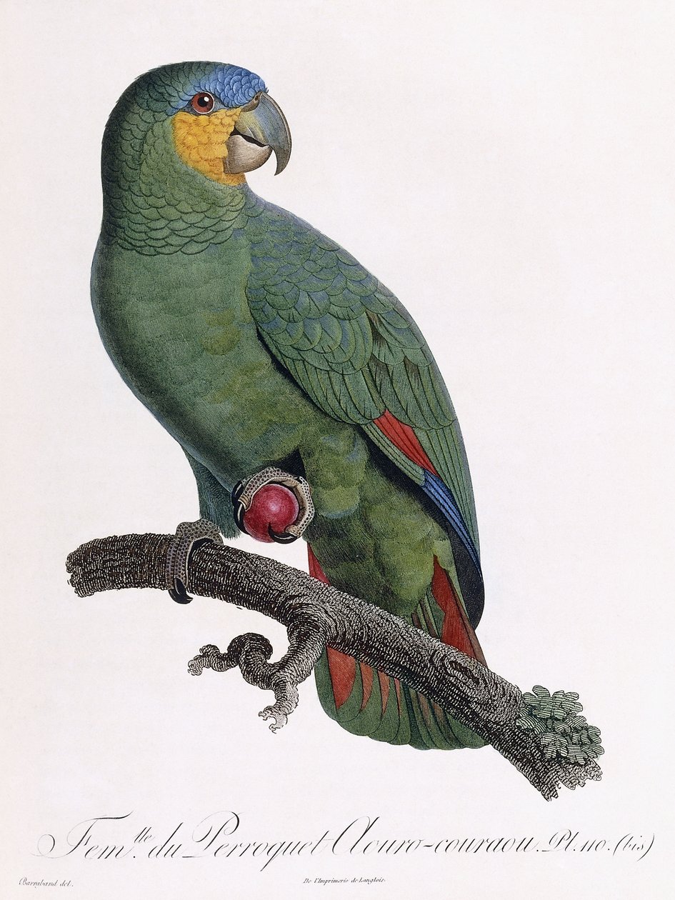 Female of the Douro-Couraou Parrot by Jacques Barraband