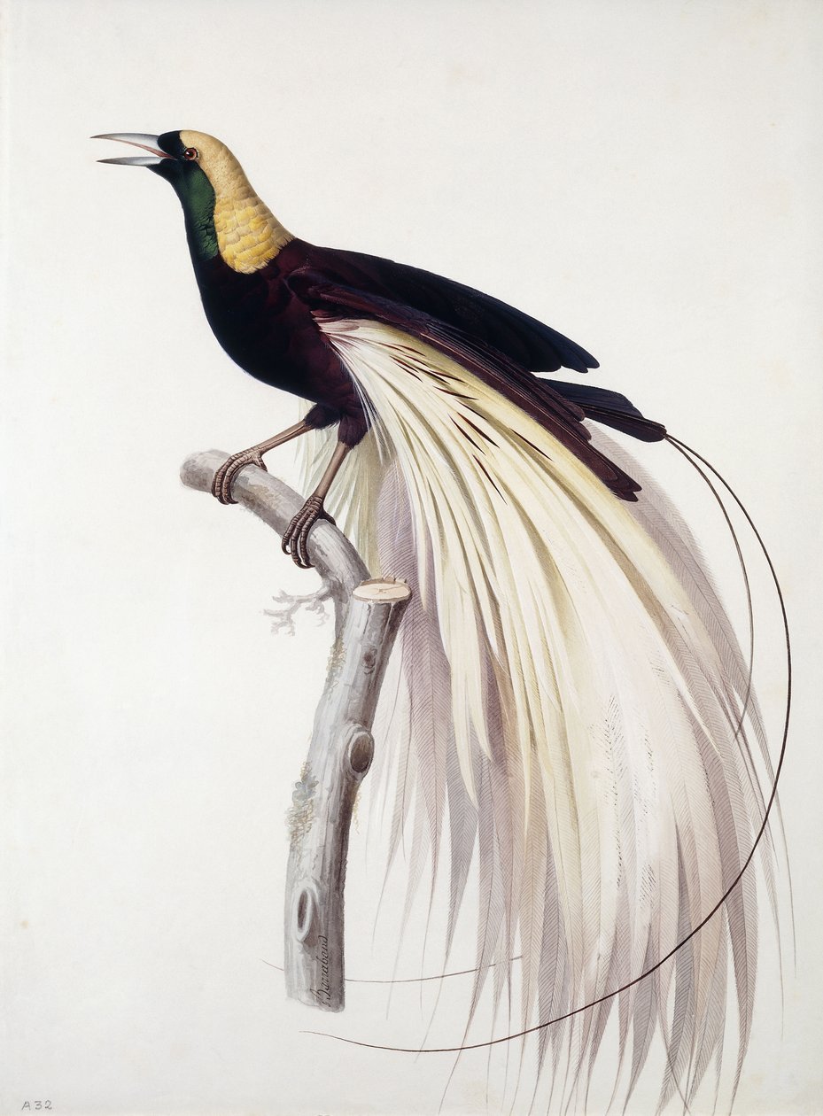 Greater Bird of Paradise, Male by Jacques Barraband