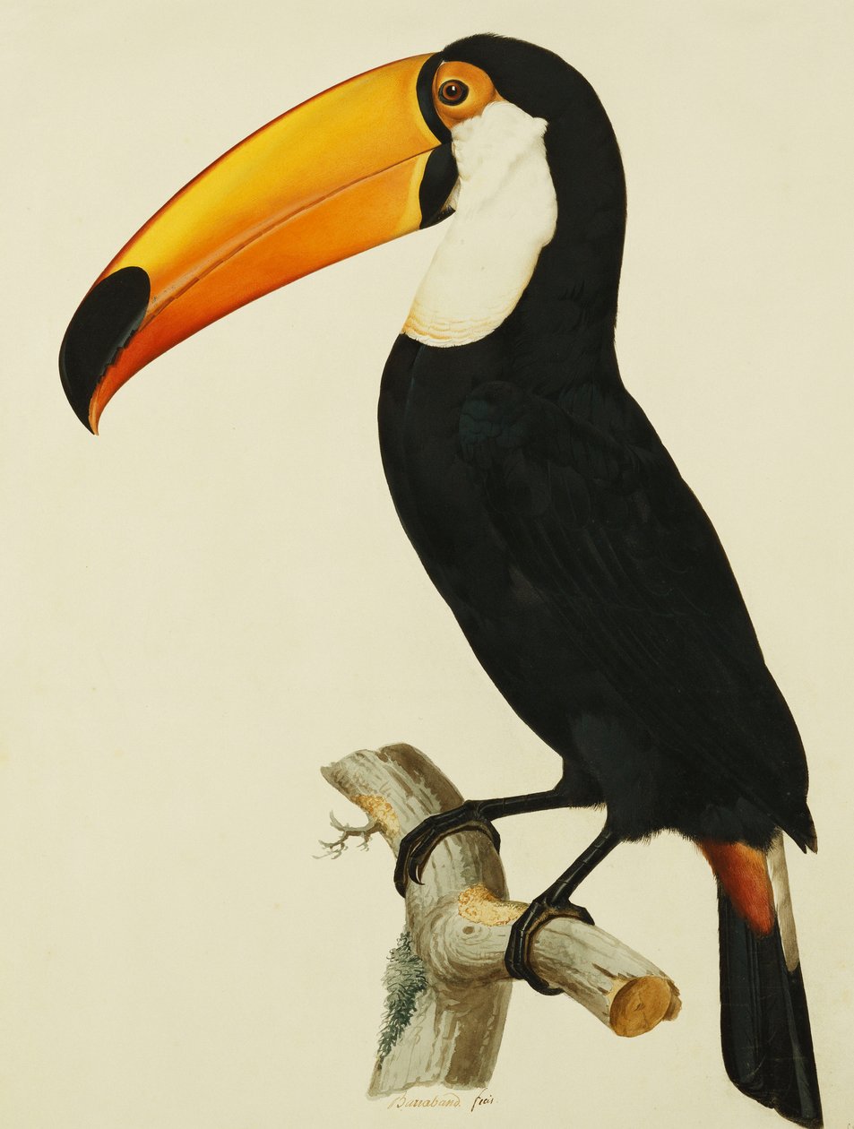 The Toco Toco Toucan by Jacques Barraband