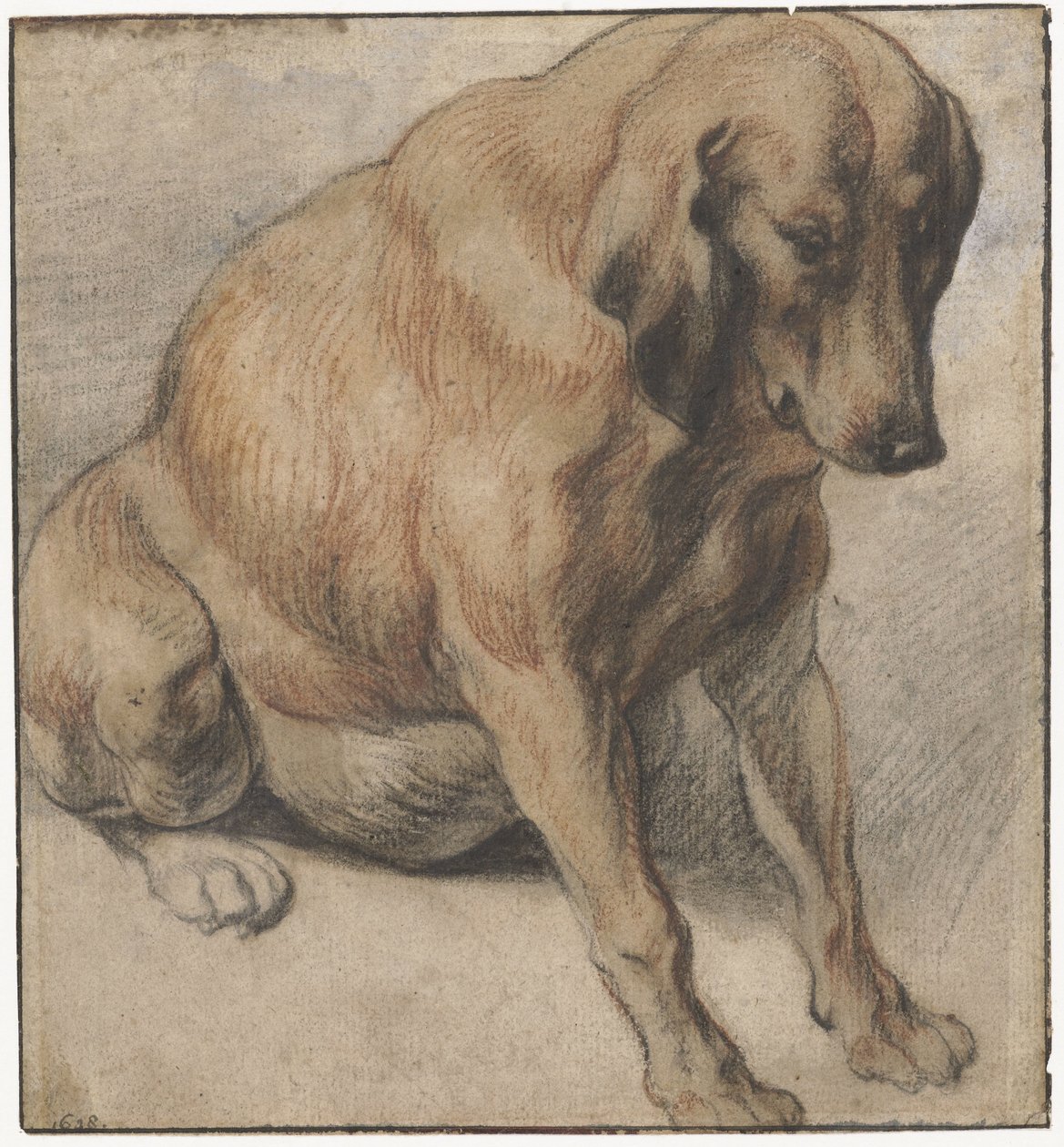 Seated Dog by Jacques Jordaens