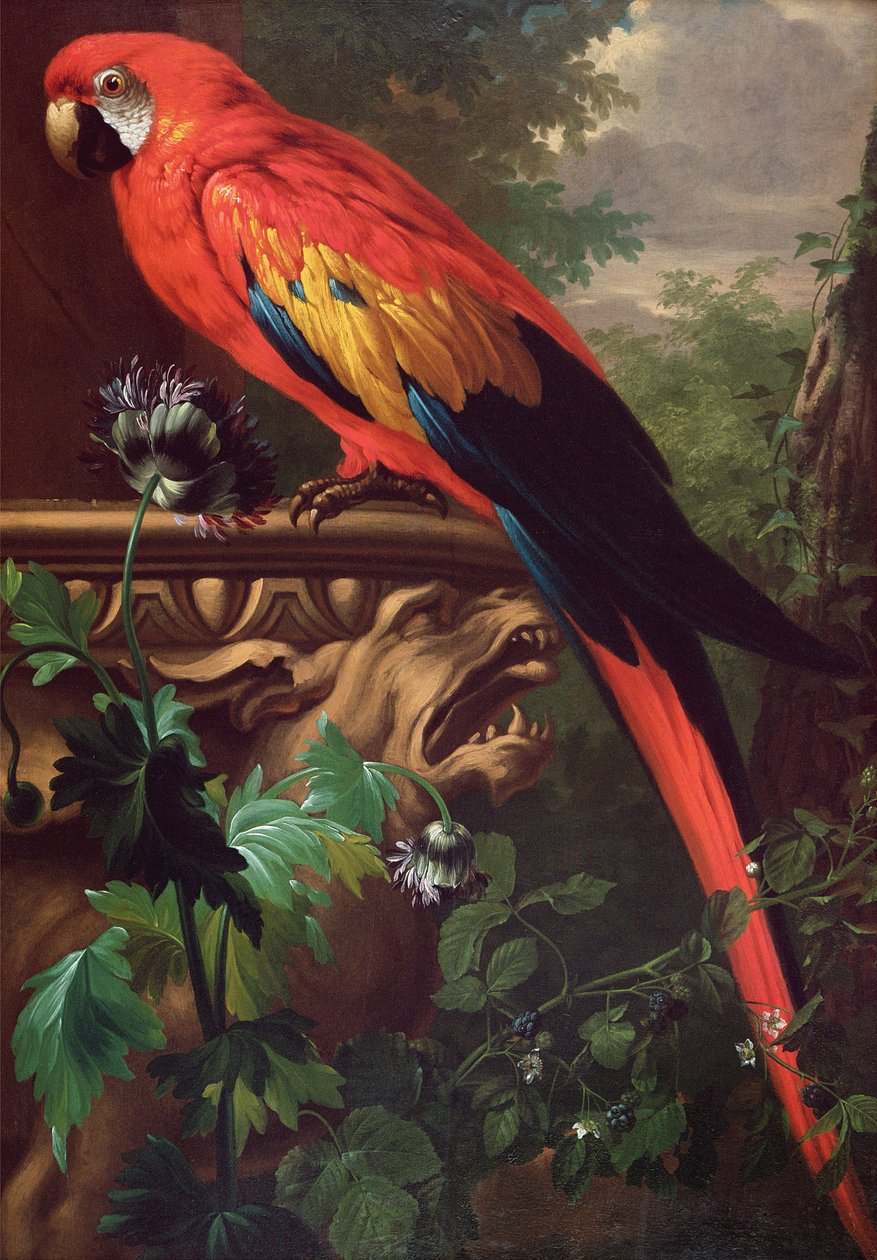 Scarlet Macaw in a Landscape by Jakob Bogdani or Bogdany