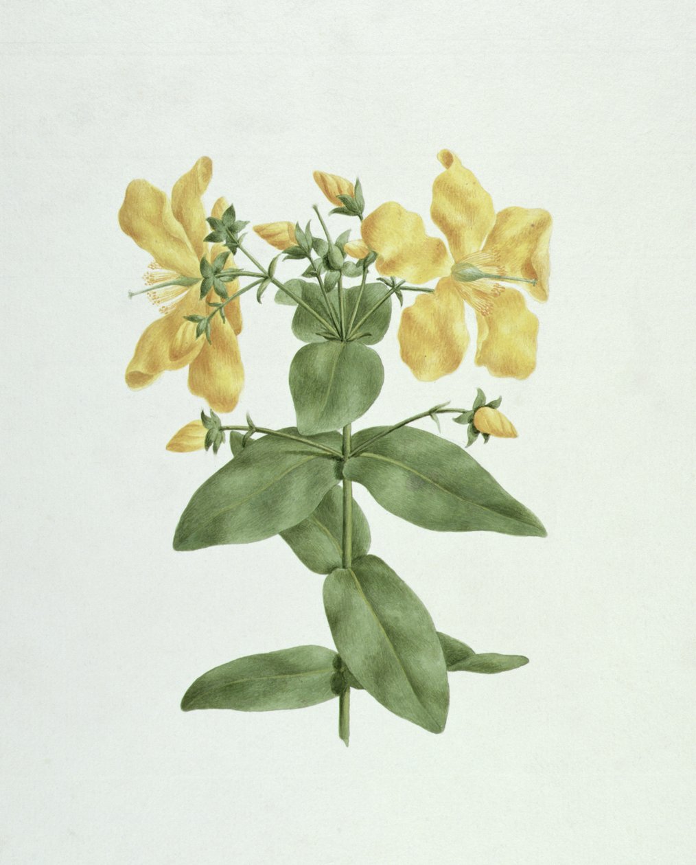 Feel-Fetch (Hypericum quartinianum) by James Bruce