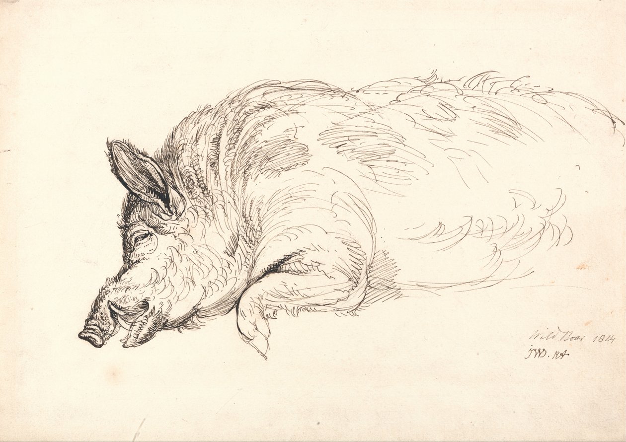 A Wild Boar, Asleep or Dead by James Ward