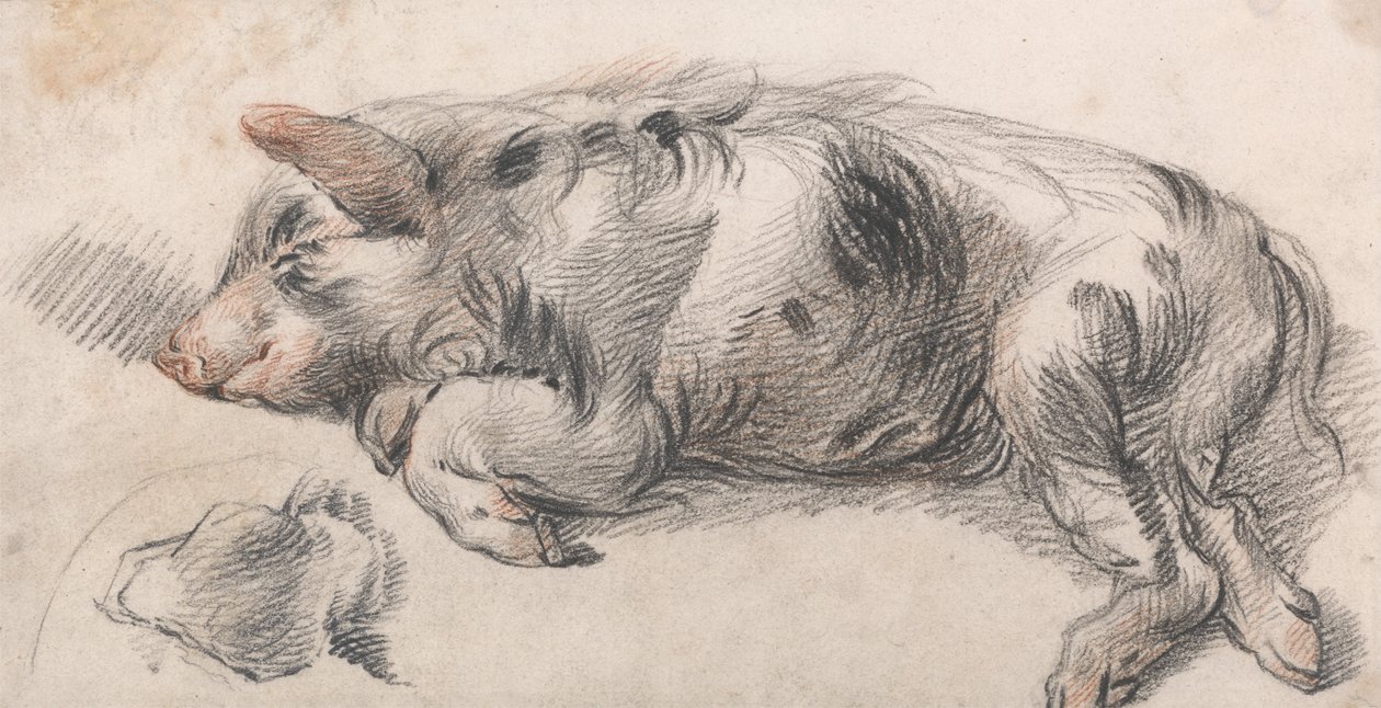 Sleeping Pig by James Ward