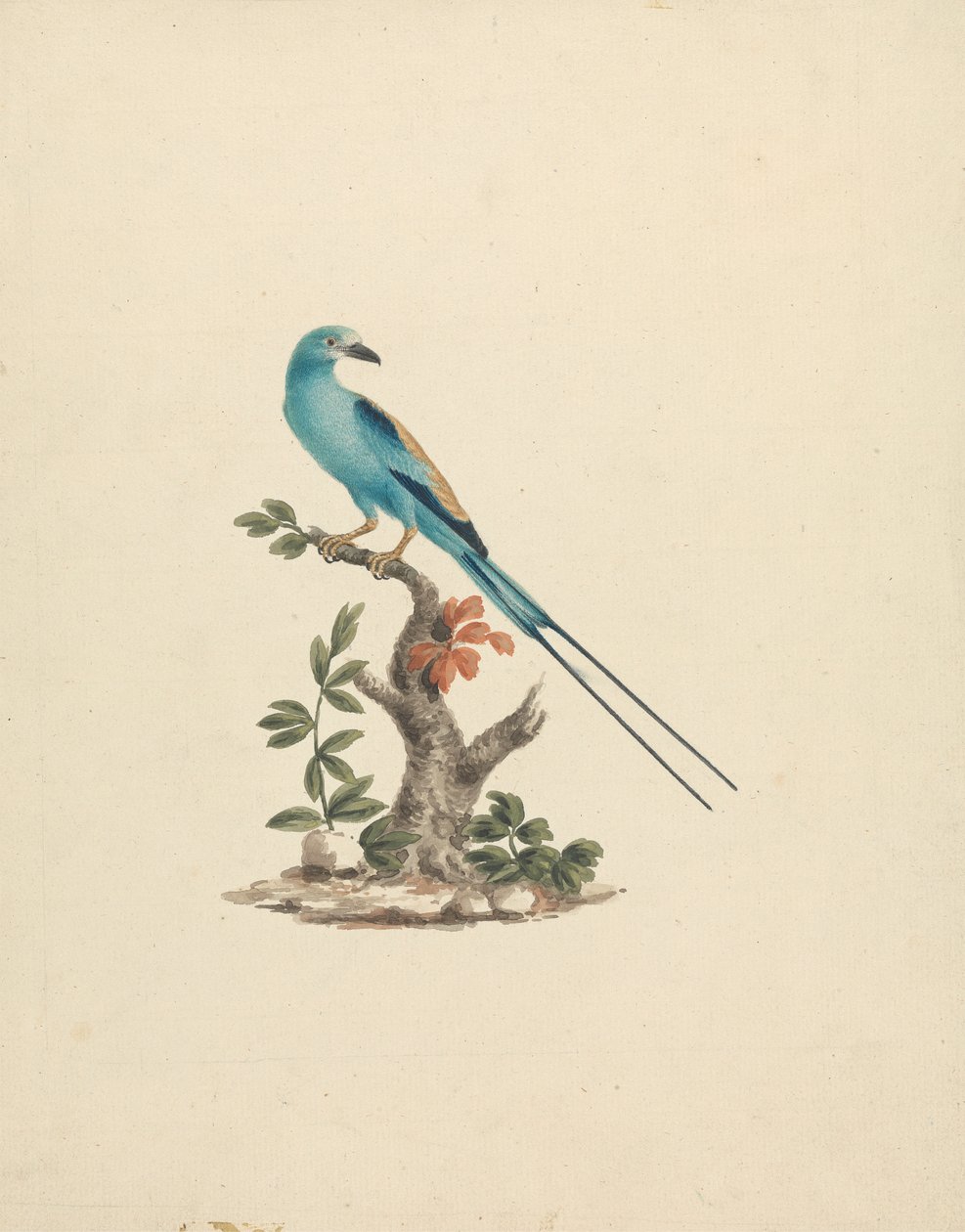 Coracias abyssinicus (Abyssinian Roller) by James Bruce