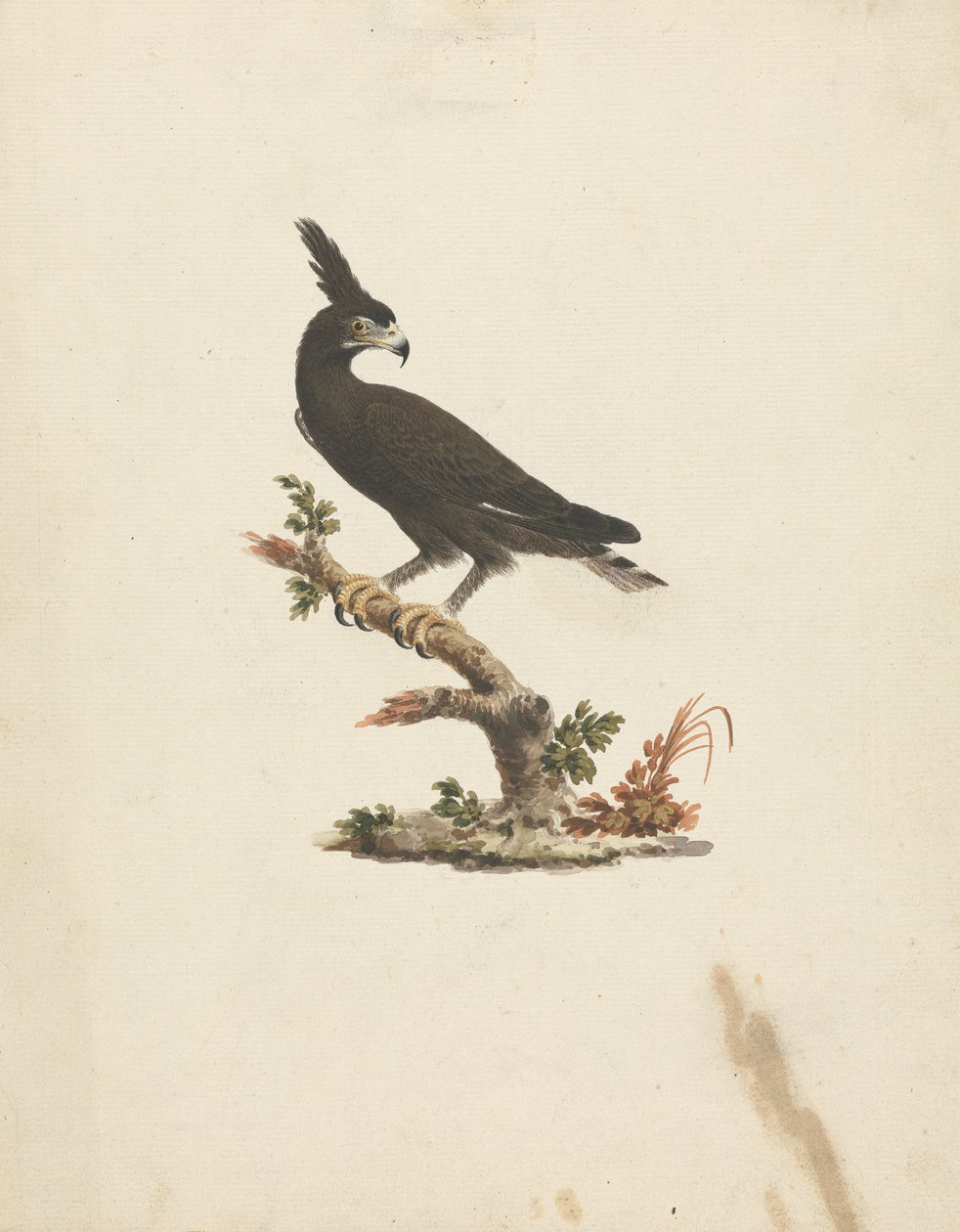 Lophaetus occipitalis (Long-Crested Eagle) by James Bruce