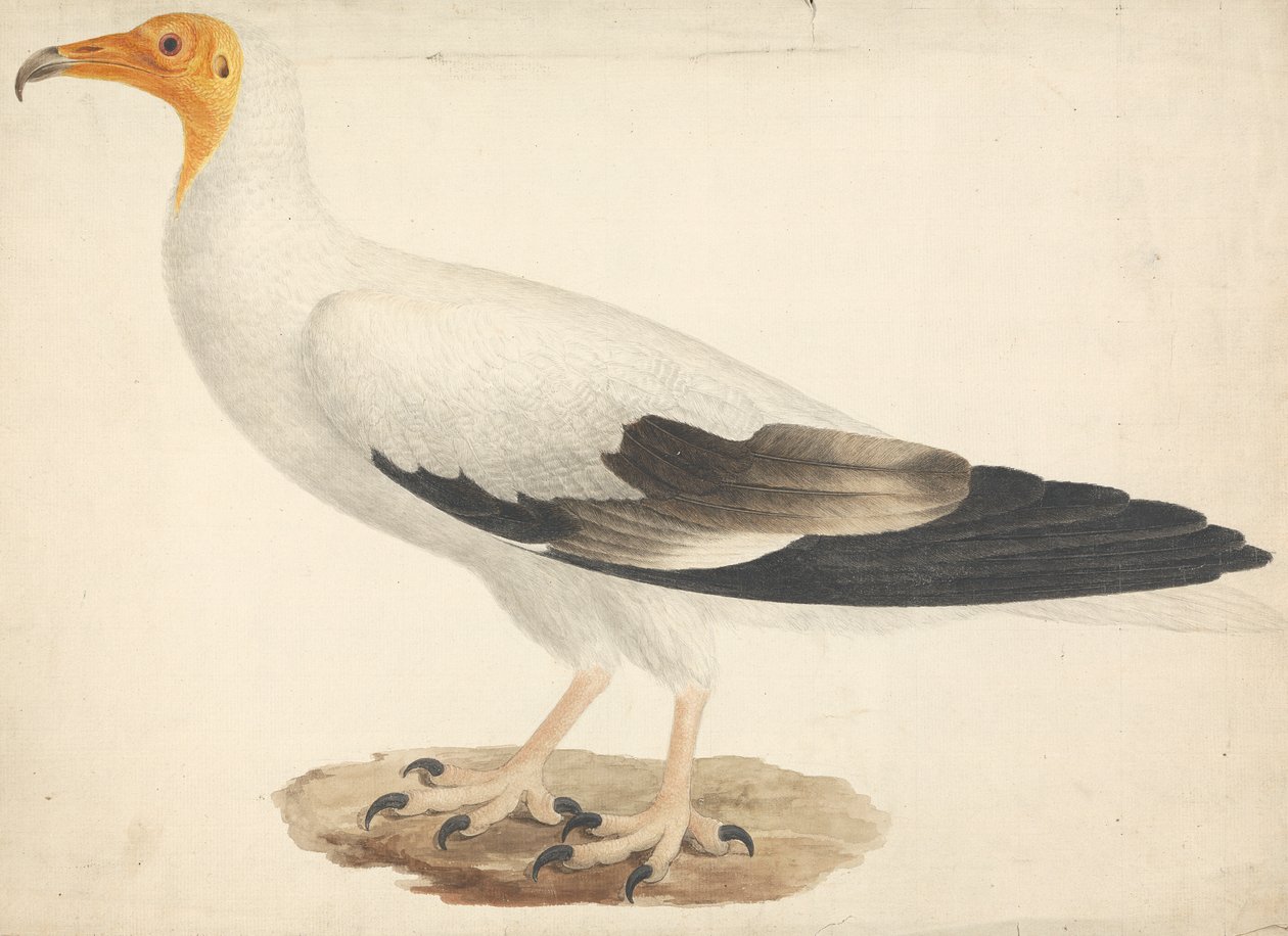 Egyptian Vulture (Neophron percnopterus) by James Bruce