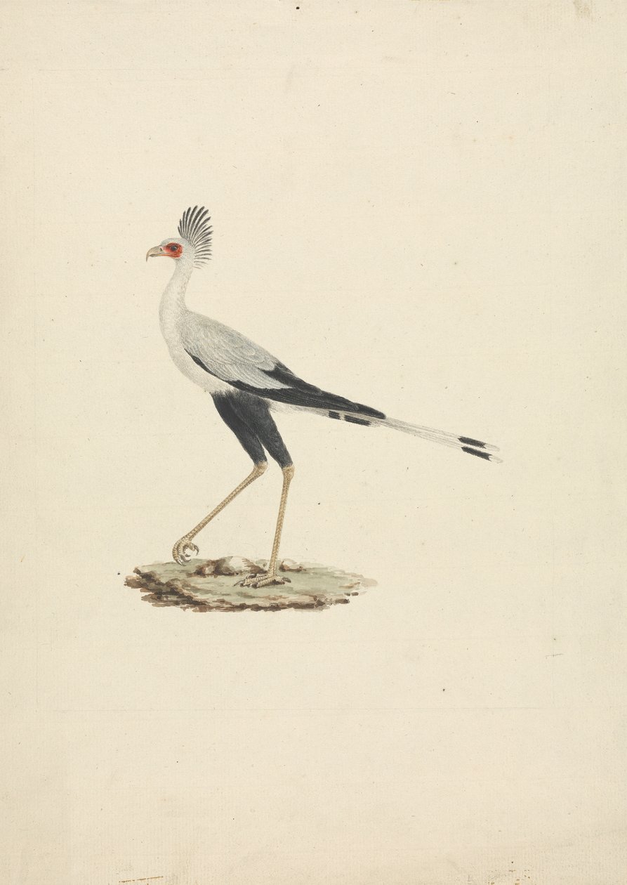 Sagittarius serpentarius (Secretary Bird) by James Bruce