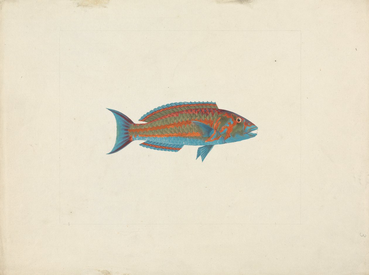 Unidentified Fish by James Bruce
