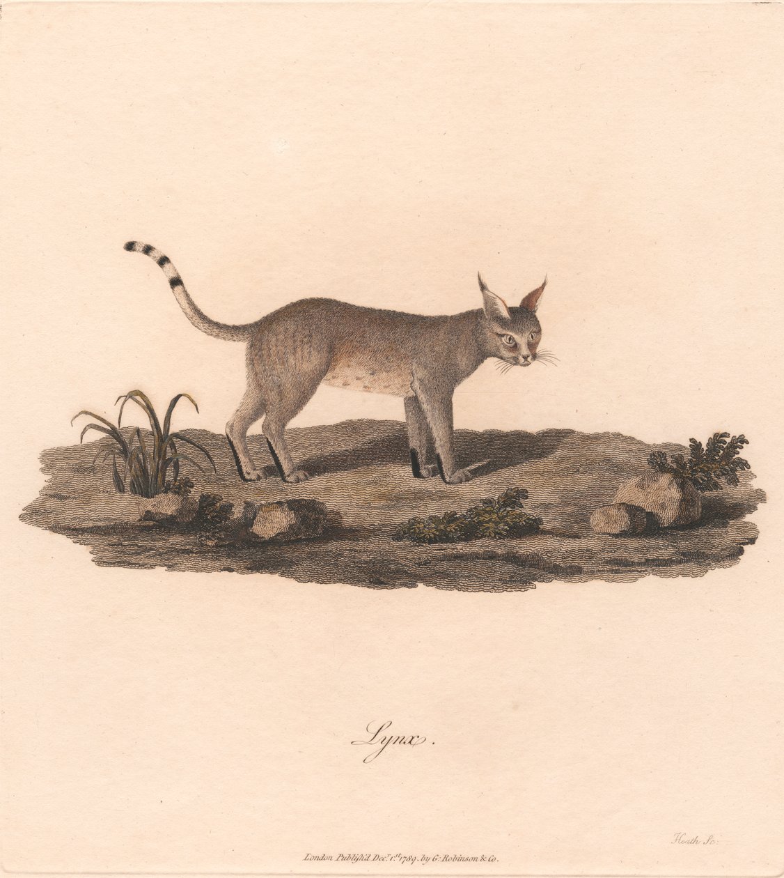 Lynx by James Heath