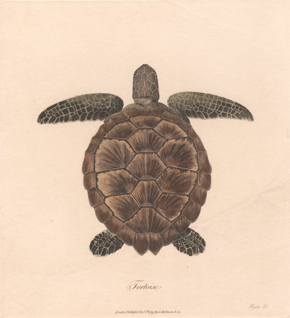 Tortoise by James Heath