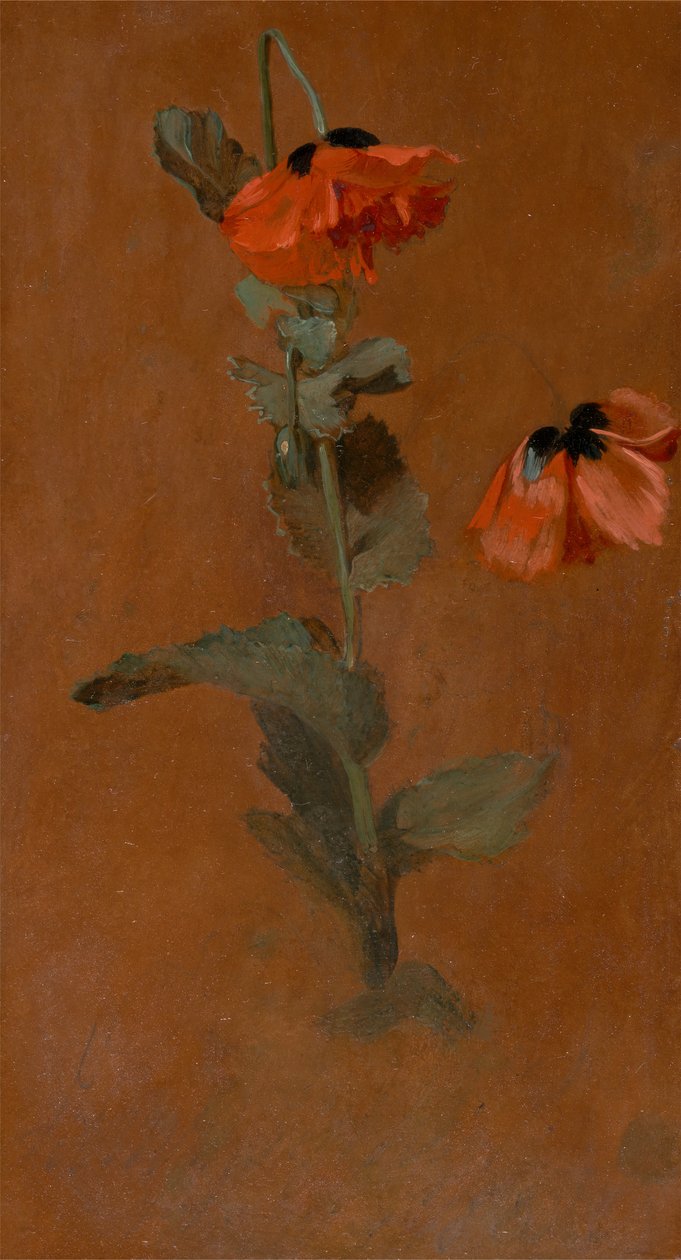 Study of Poppies by James Inskipp