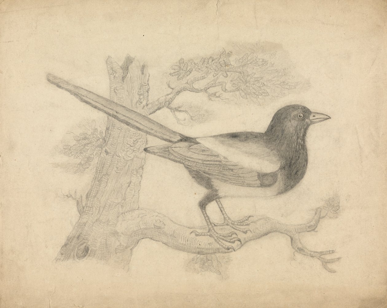 A Magpie in a Tree by James Sowerby