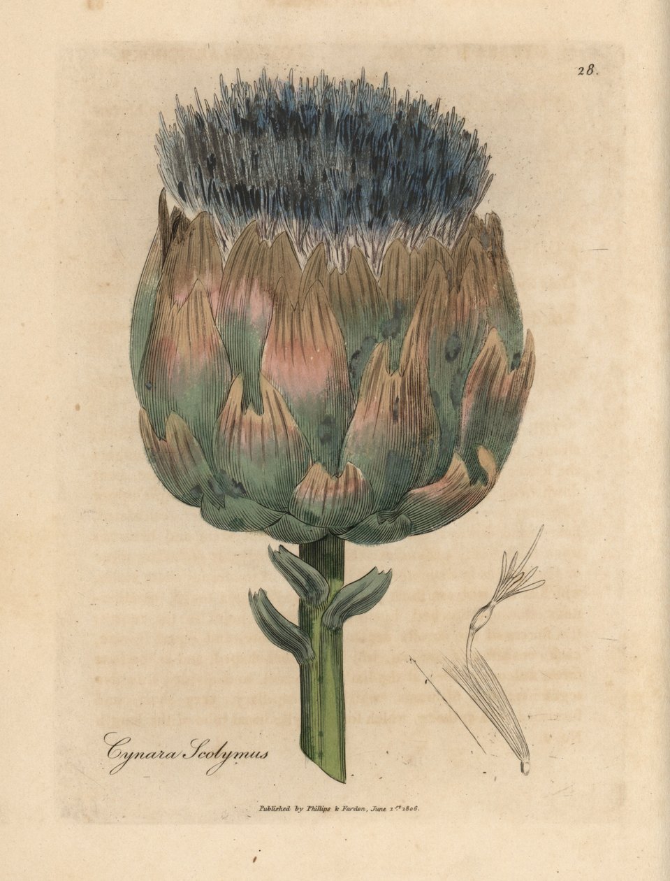 Blue and purple flowered artichoke, Cynara scolymus by James Sowerby