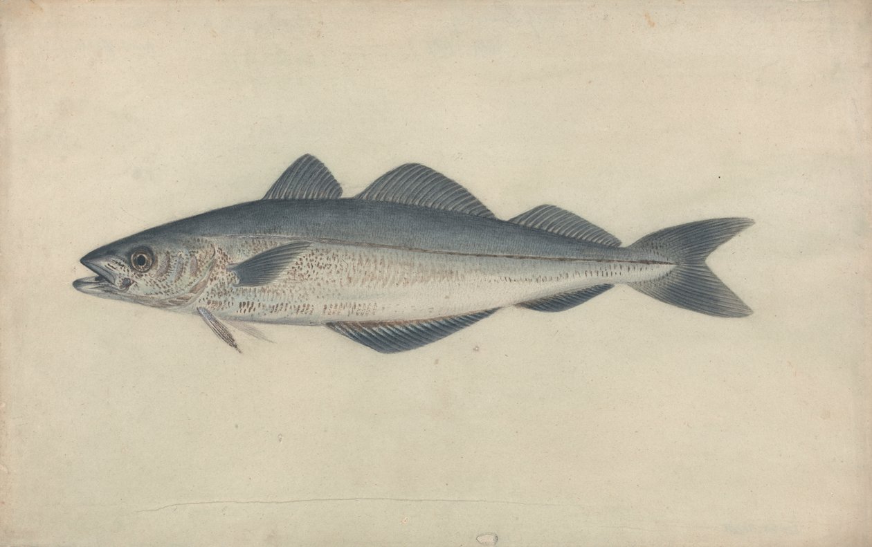 Coal Fish by James Sowerby