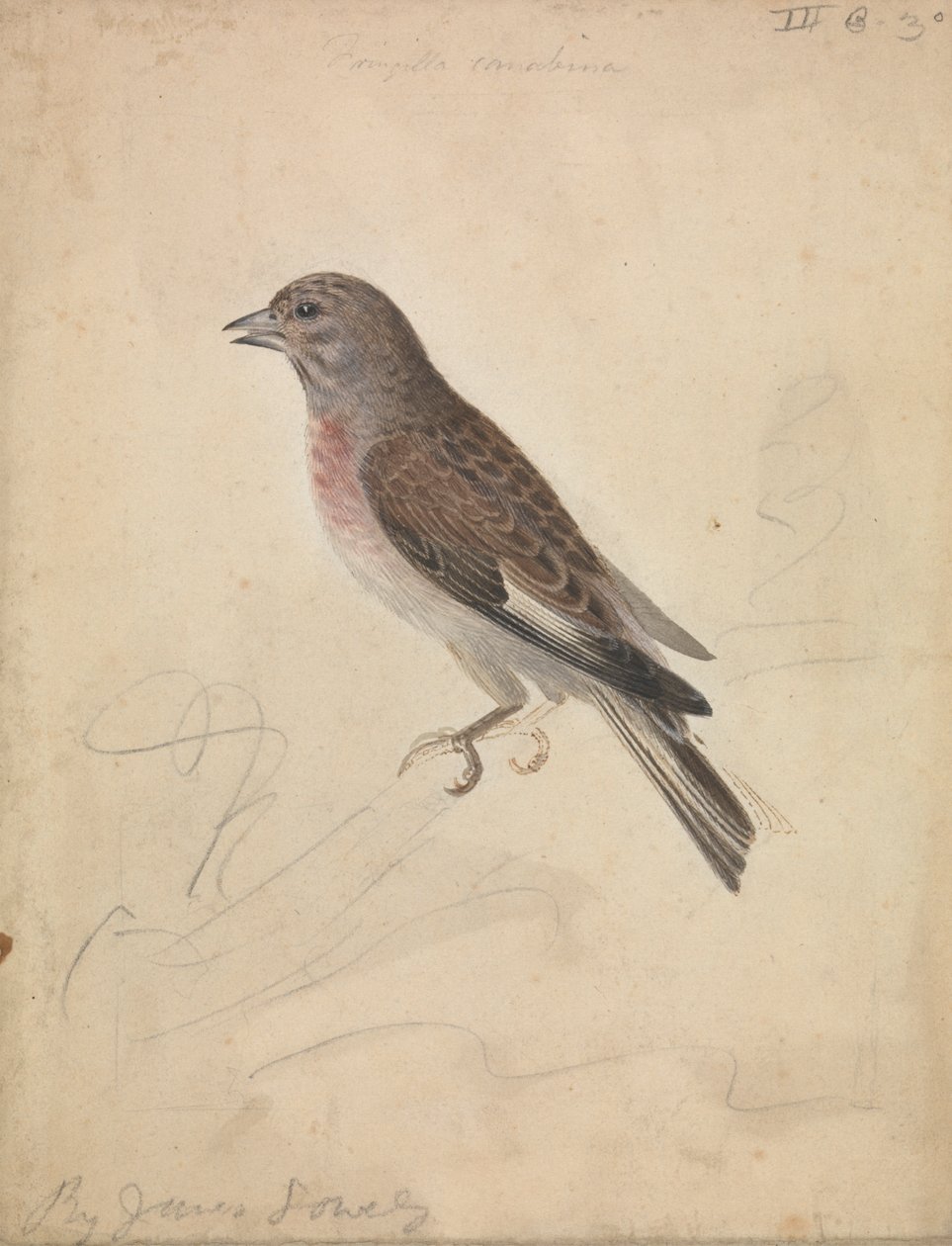 Common Linnet by James Sowerby