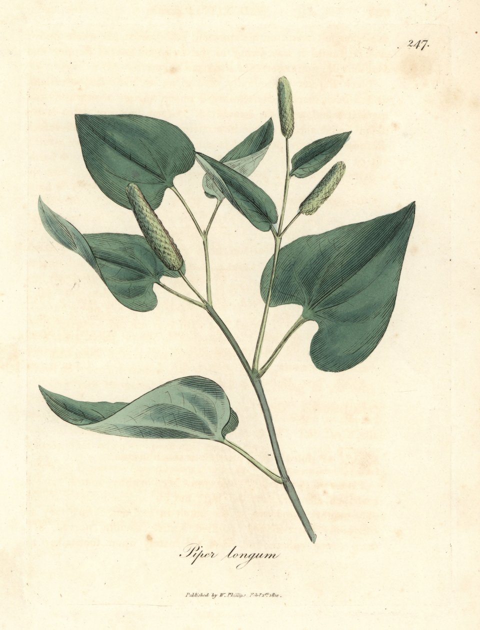 Long pepper, Piper longum by James Sowerby