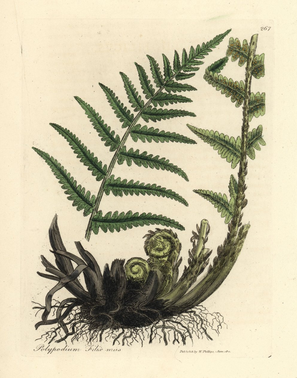 Male polypody fern, Polypodium filix mas by James Sowerby