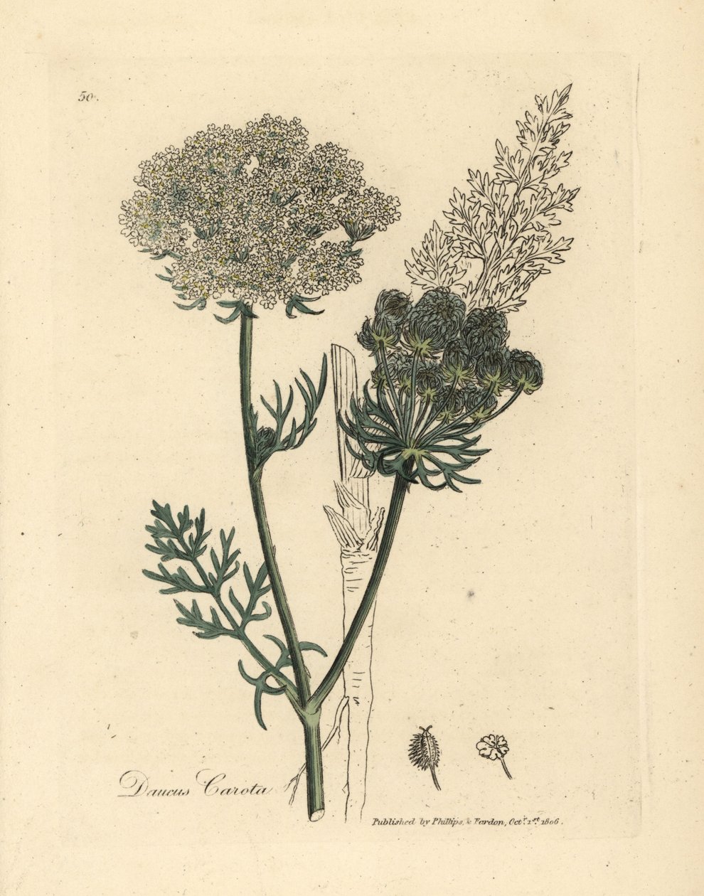 White flowered wild carrot plant, Daucus carota by James Sowerby