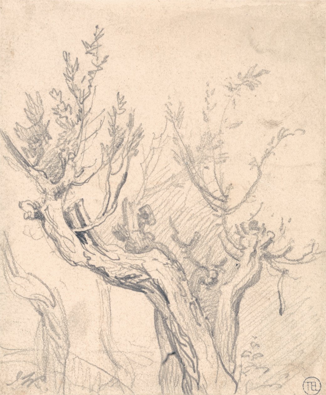 A Gnarled Tree by James Ward
