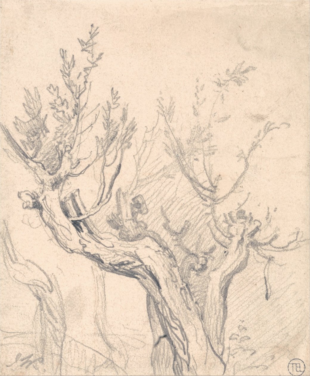 A Gnarled Tree by James Ward