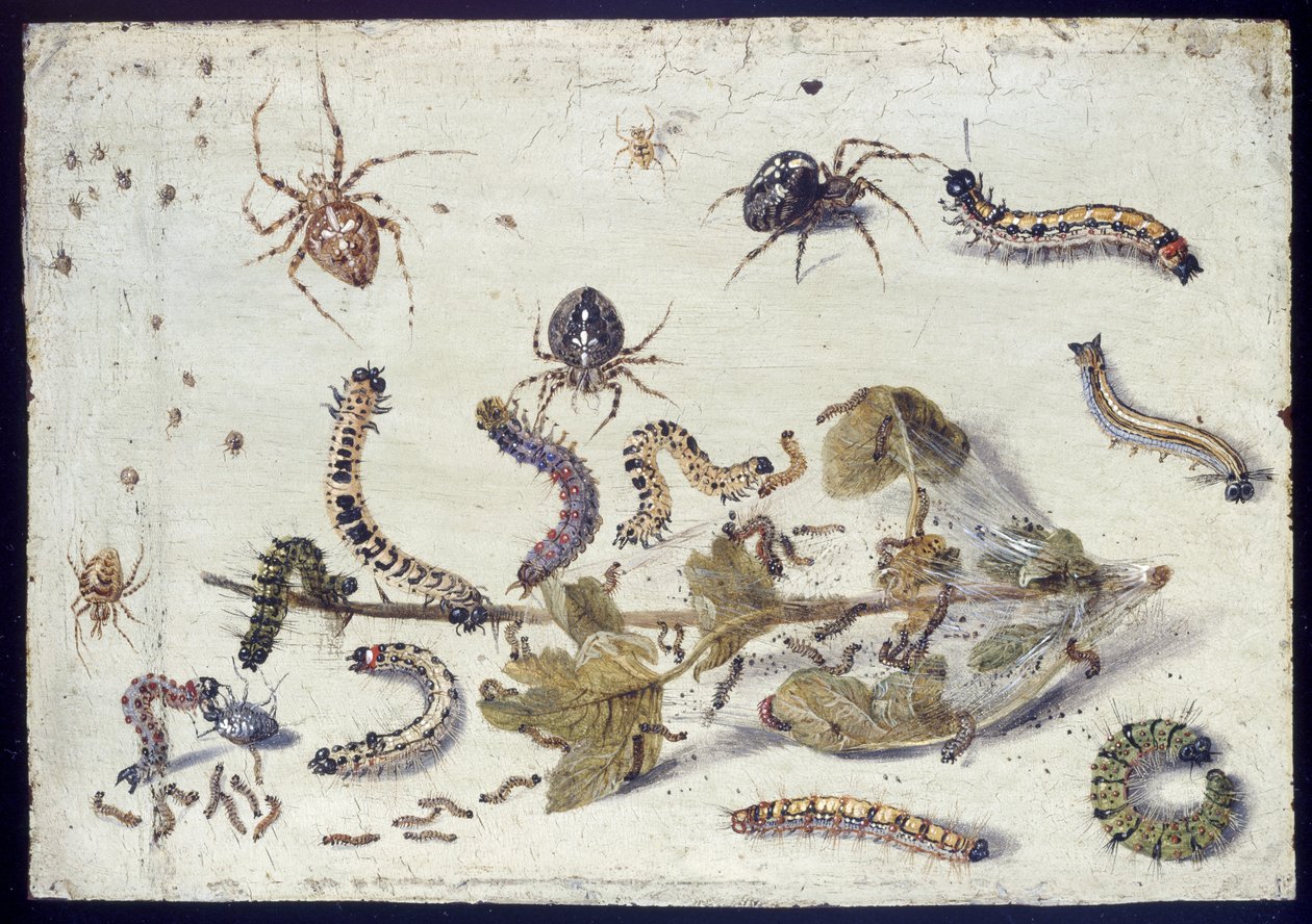 Various Spiders and Caterpillars, with a Sprig of Gooseberry, early 1650s by Jan van Kessel the Elder