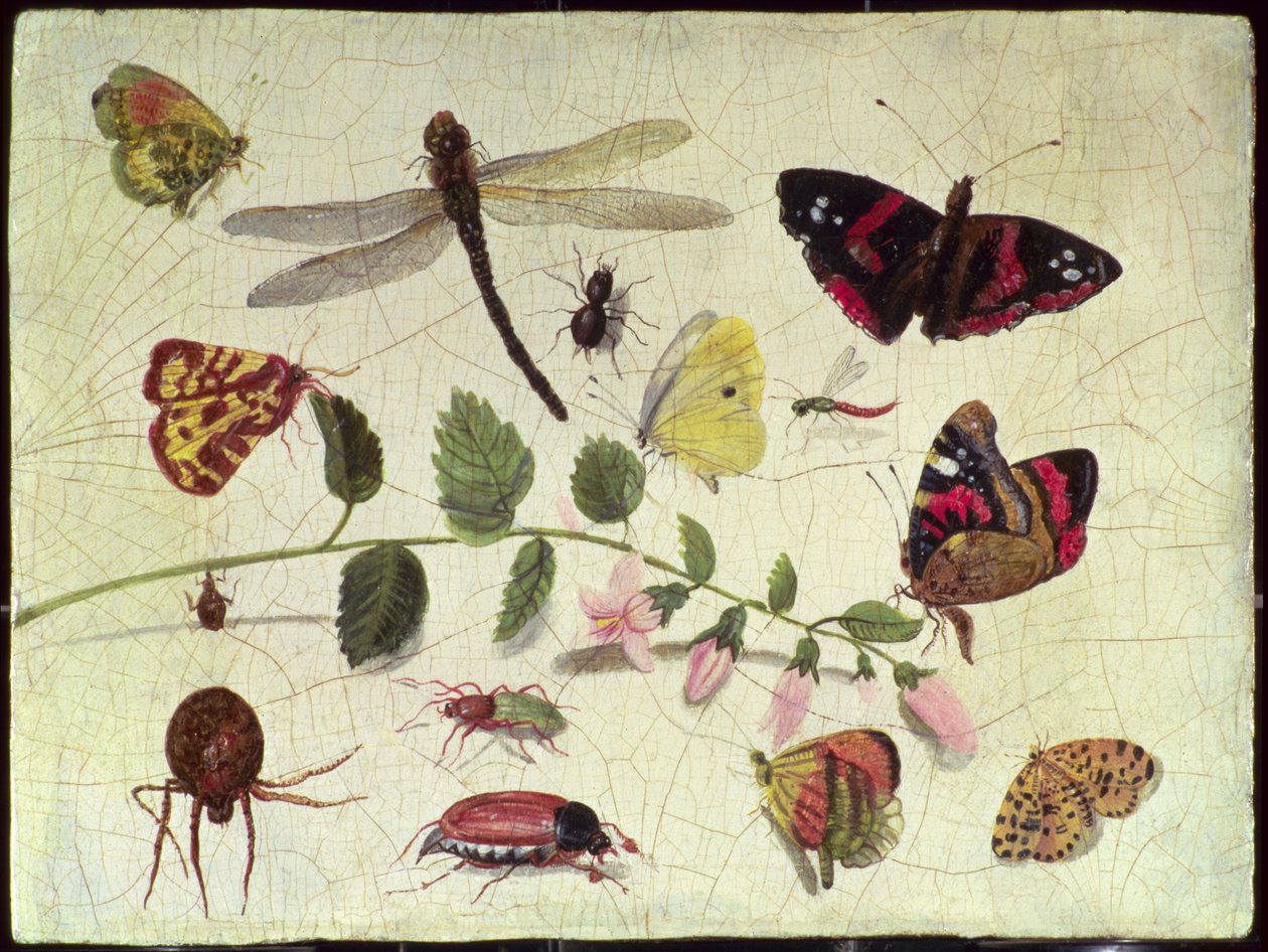 Butterflies, Insects and Flowers by Jan van Kessel the Elder