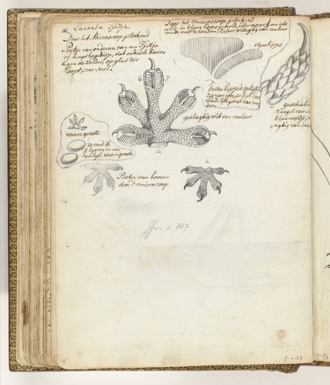 Foot of Tjitjak or House Gecko by Jan Brandes