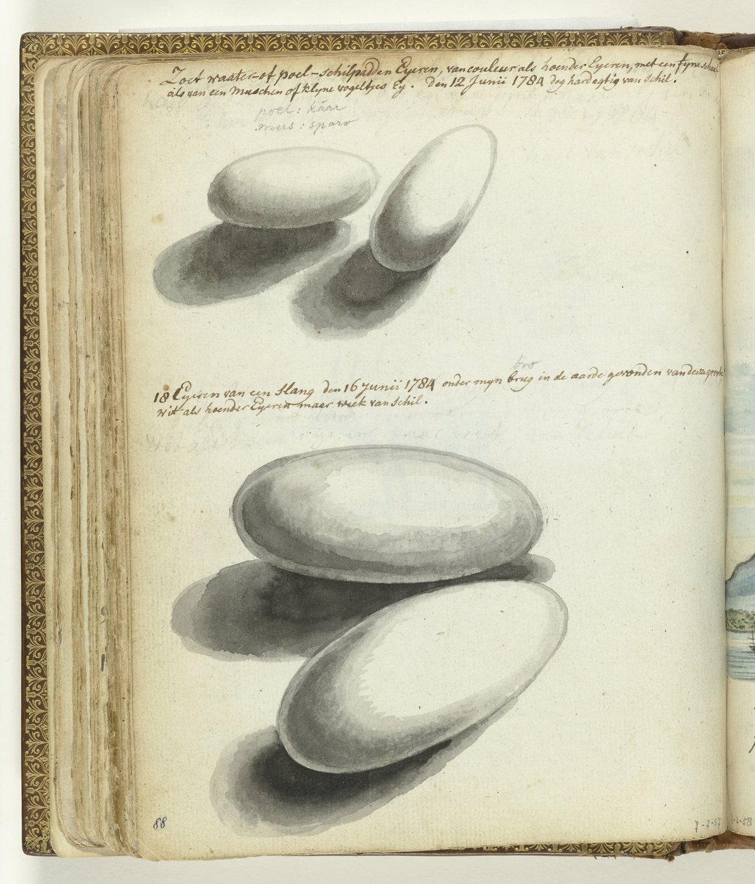 Turtle and Snake Eggs by Jan Brandes
