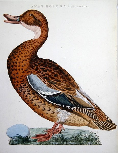 Mallard by Jan Christiaen Sepp