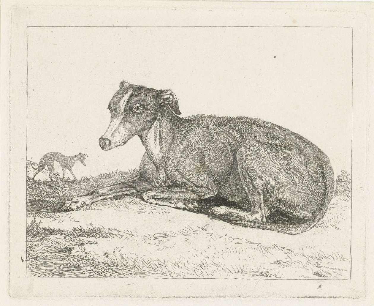 Greyhounds by Jan Dasveldt