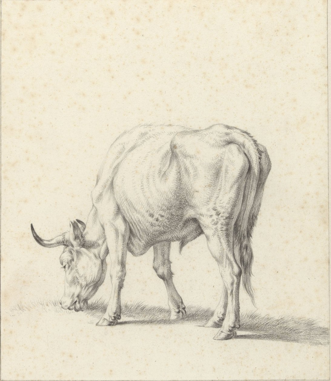 Grazing Bull by Jan Kobell (II)