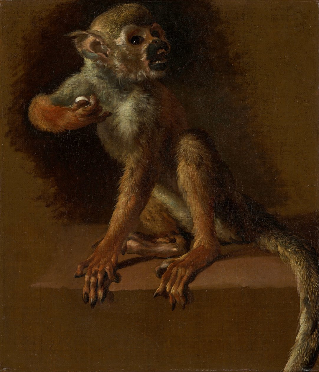 A Seated Monkey by Jan Baptist Weenix