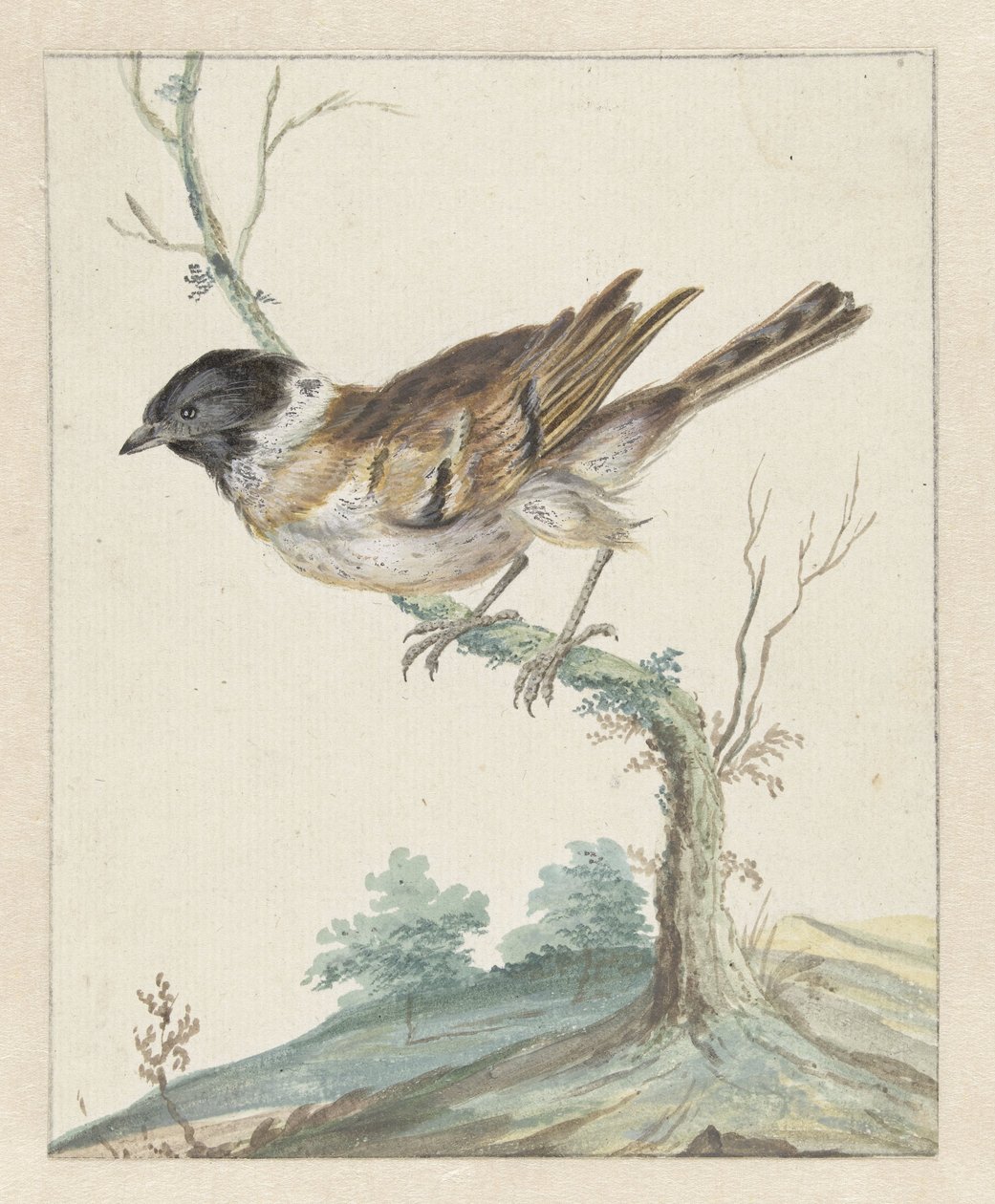 Reed Bunting (?) by Jan Baptist Weenix