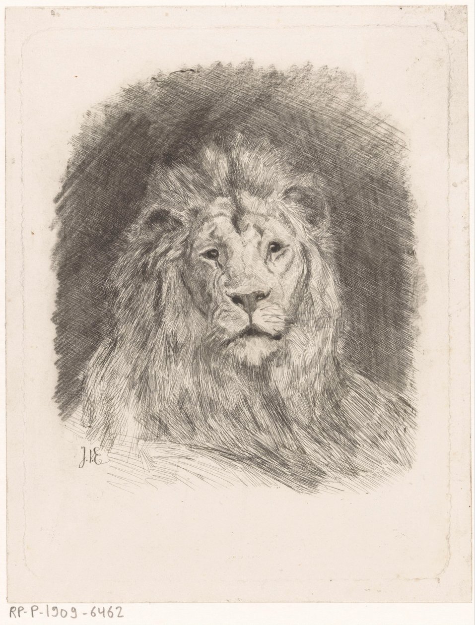 Head of a Lion by Jan van Essen