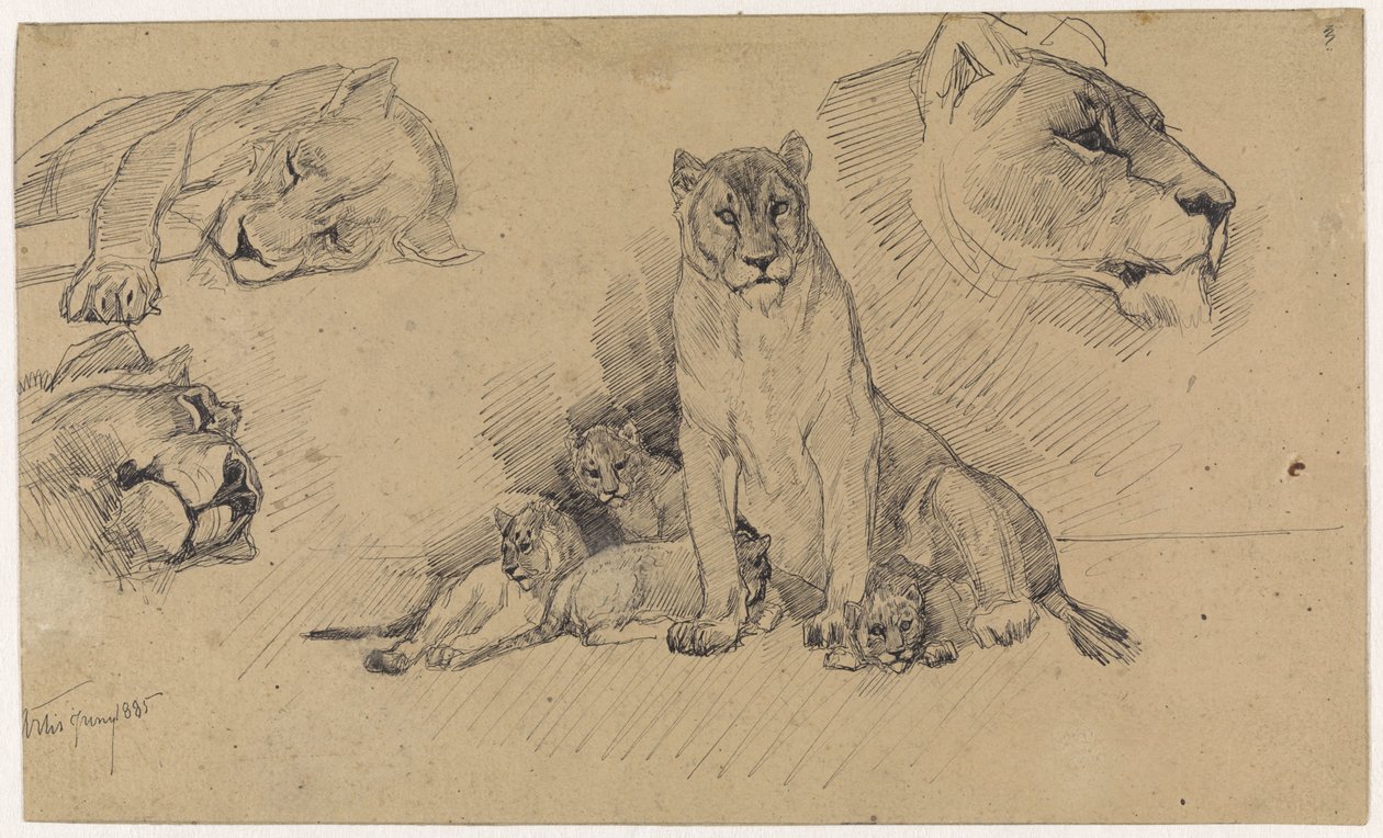 Study Sheet with Lions and Cubs by Jan van Essen