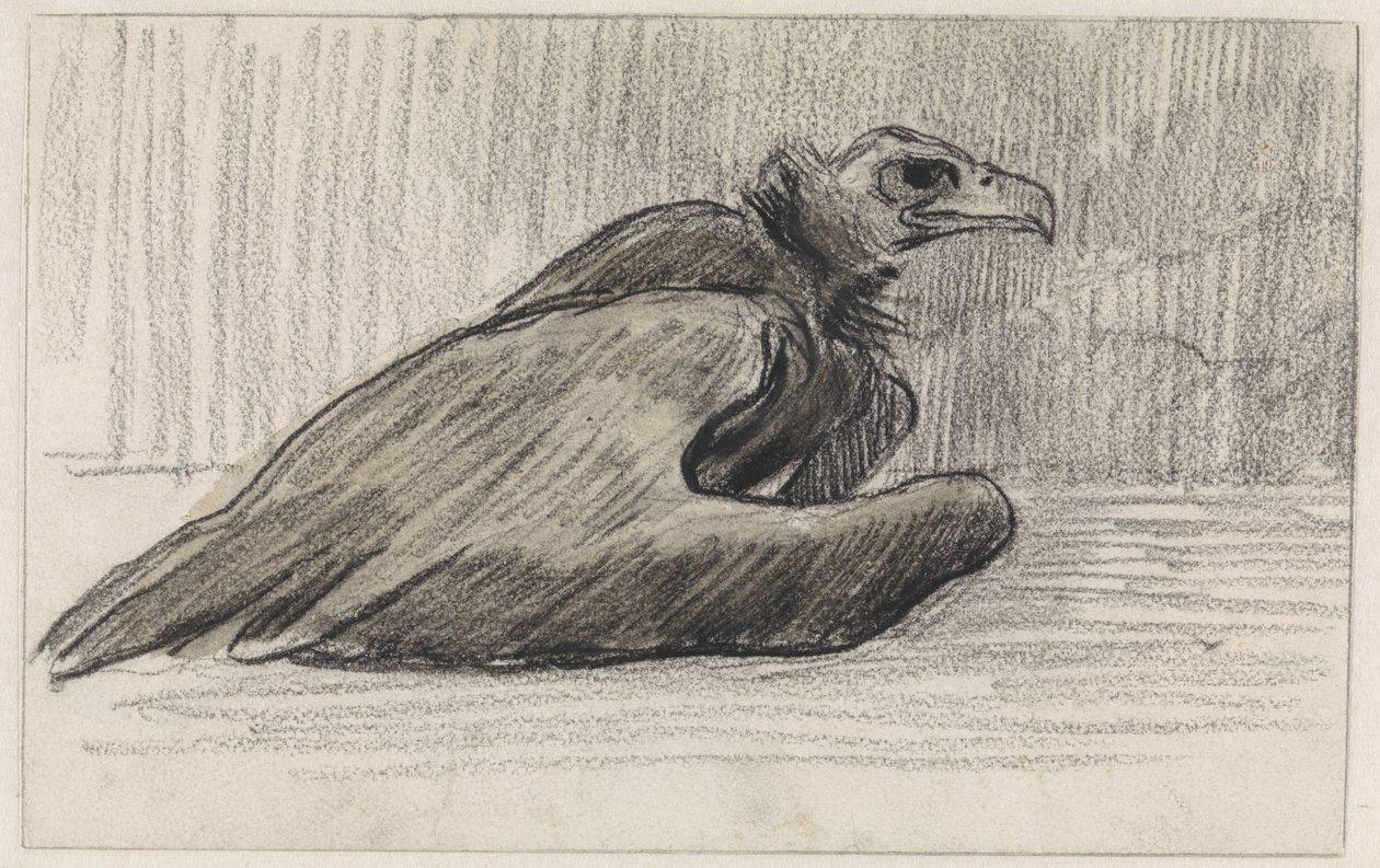 Seated Vulture, Facing Right by Jan van Essen