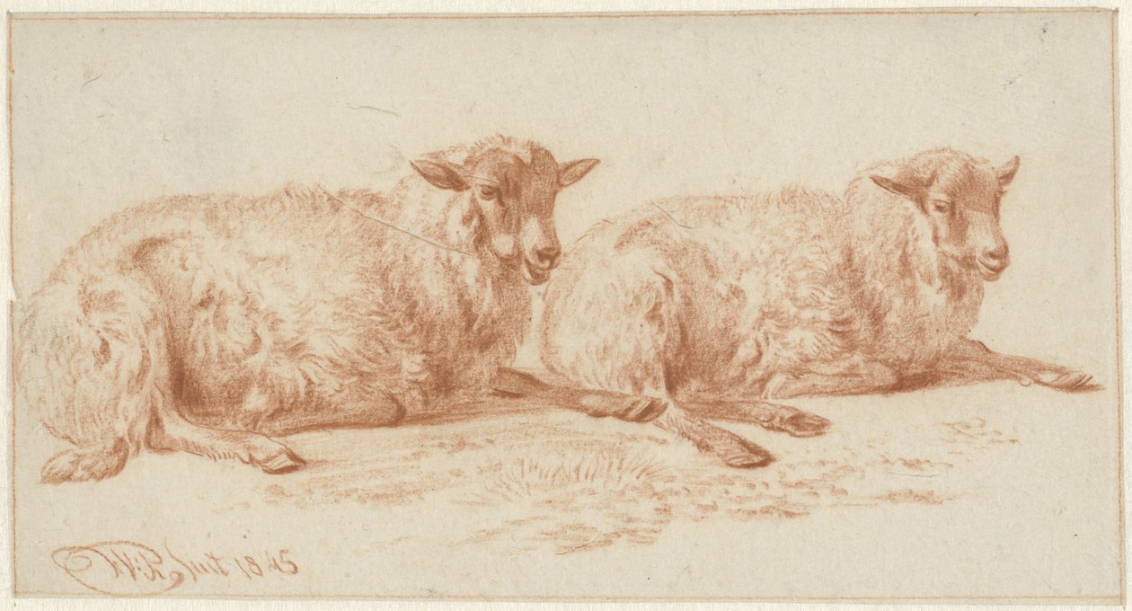 Study of Two Lying Sheep by Jan van Ravenswaay