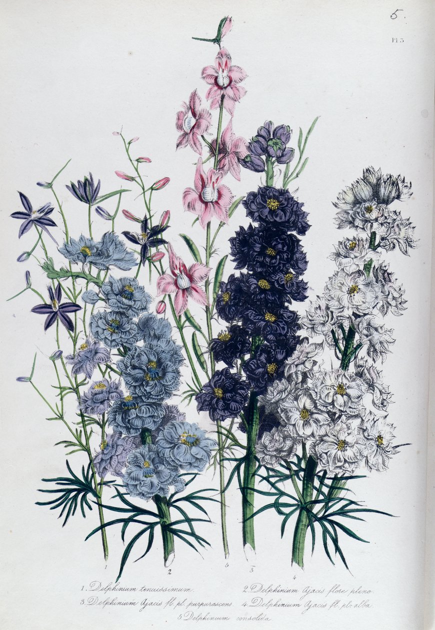 Delphiniums, plate 3 from 