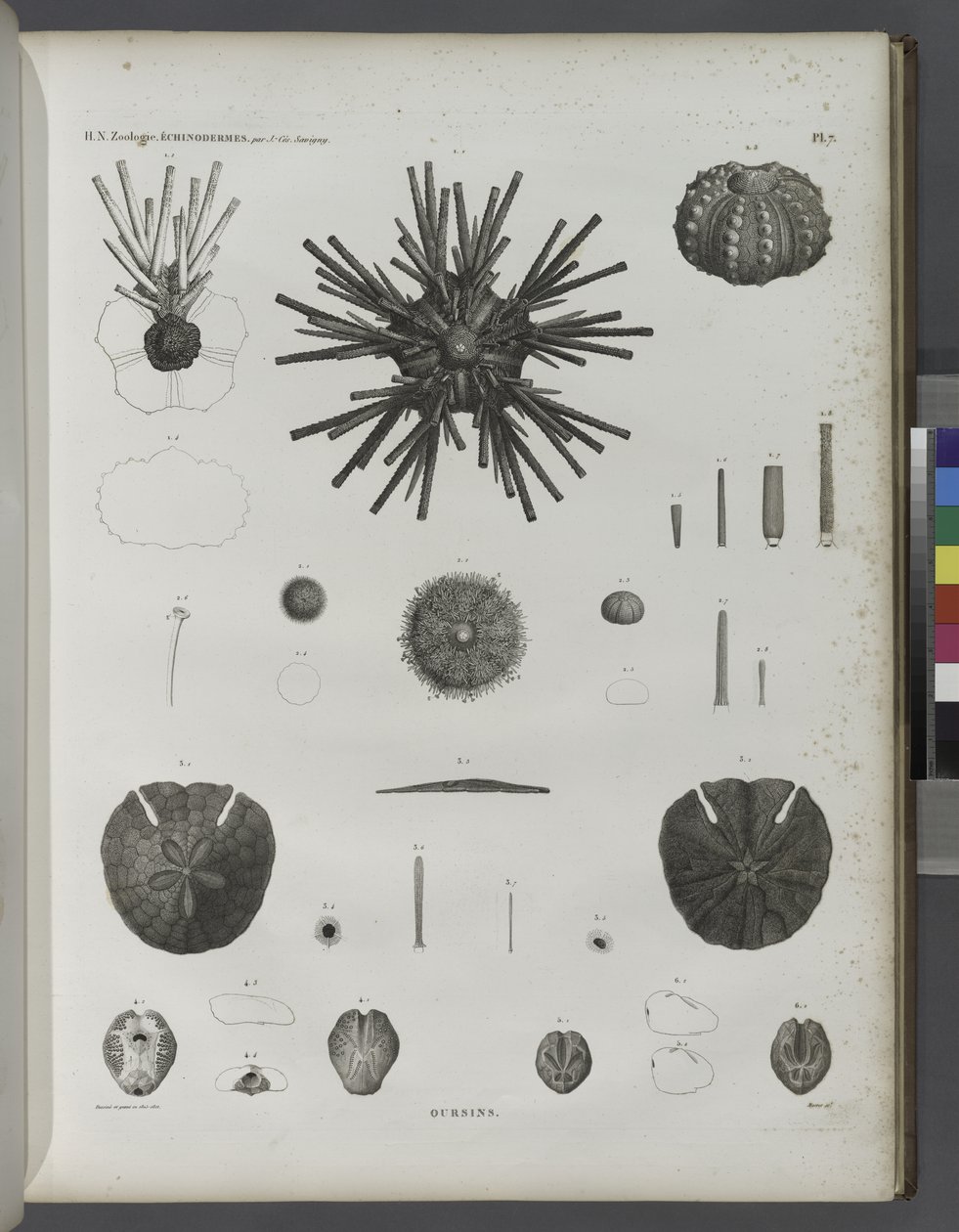 Urchins by Jean Cesar Macret